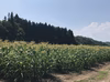 【予約7月下旬】【おおもの】糖度２０度前後にもなる激甘スーパースイートコーン！
