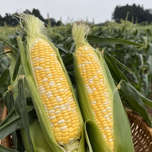 留守農場の朝獲り極甘ハーモニーショコラ