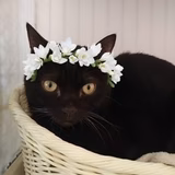 とろとろにゃーご