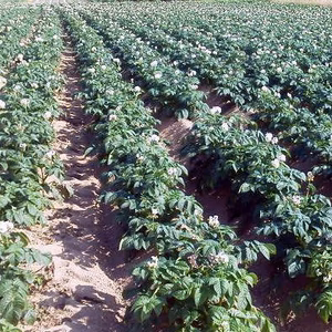 畑で最後まで熟させた「見てくれは悪いけど、あまーいジャガイモ（枯凋剤不使用）」