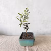 【母の日ギフトにも◎】種から育てた 南アルプスのオリーブ盆栽 (PS187)