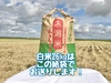 【粒を感じる✨】特別栽培米あきたこまち/R４年産