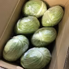 泉州 松波キャベツ