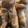 採れ次第発送！！岩手県産松茸　200 g 早い者勝ち