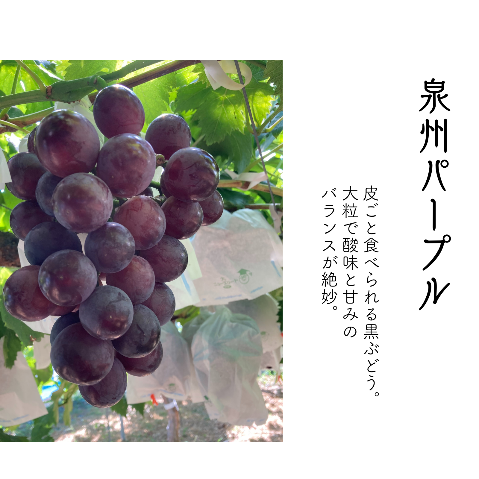 夏ギフト】8月発送！彩りセット シャインマスカット+泉州パープル