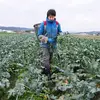 単発!國吉農園野菜セット!栽培期間中農薬化学肥料不使用