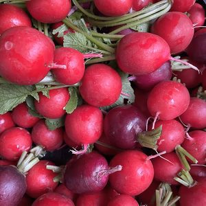 お野菜セット～レストラン向け