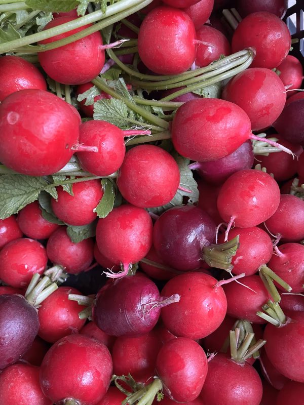 お野菜セット～レストラン向け