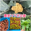 【農家コラボ企画】ぜひ食べて欲しい！茎が美味しいカリフローレと夏野菜セット