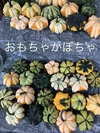 おもちゃかぼちゃ  観賞用　ハロウィン　3〜4個セット