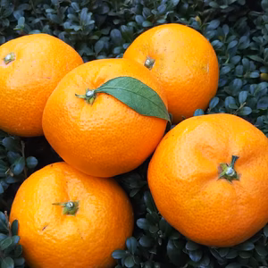 【ギフト対応】愛媛にしうわ みかん（10㎏ 家庭用）