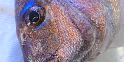 自宅でお魚料理にチャレンジ！さばき方動画も掲載◎人気の魚介類特集