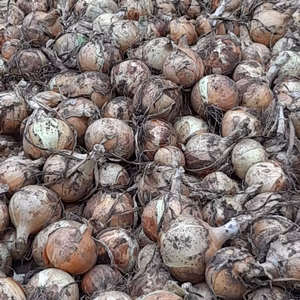 栃木県産　たまねぎ　甘70