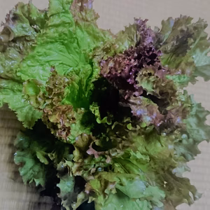 新鮮サニーレタス＋小松菜