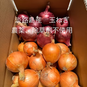 淡路島産 玉ねぎ 紫玉ねぎ　いつものサラダをアップグレード