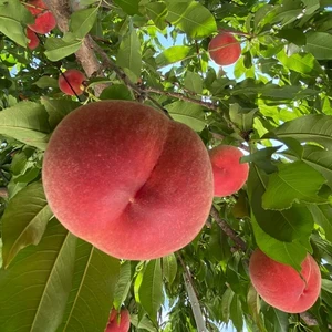 桃で猛暑を乗り切ろう❗️クール便✨品種おまかせ果汁たっぷりな桃