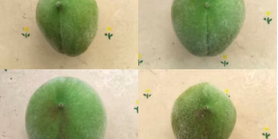 桃の見極め「この違いがわかりますか？」