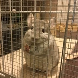 あやこ