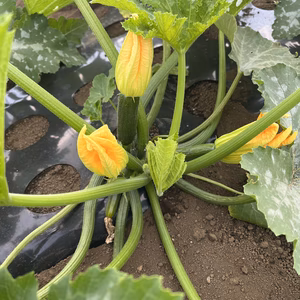 訳あり　ズッキーニ