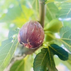 【福袋】お楽しみ福袋