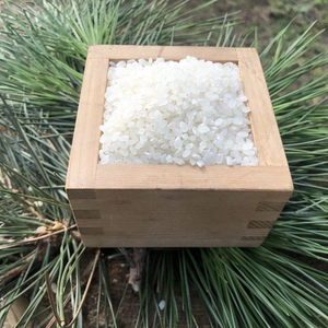 生粋の本物、にっぽんのブランド米じんでんコシヒカリ白米５キロ