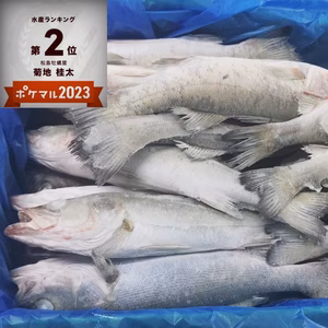 セッパ(スズキ)1人1匹の焼き魚に最高サイズ 2k～10kg 急速冷凍品
