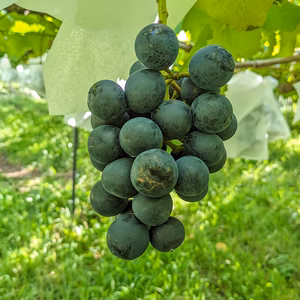 長野県認ナガノパープルふぞろい＊農薬節減栽培：信州の環境にやさしい農産物