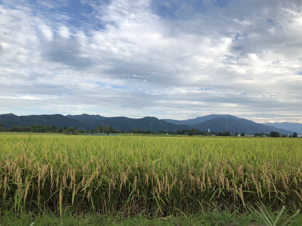 特別栽培米サキホコレ【送料無料】再入荷 秋田県産 
