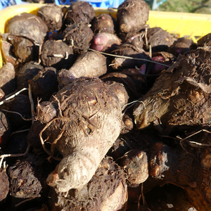 【フードレスキュー】茨城県産　ねっとり　旨い　減農薬　サトイモ　赤芽　セレベス