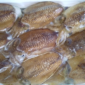 関門海峡産★関門海峡たこ500g＆甲いか（身・下足）1㎏お刺身で♪