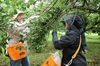《6月から発送！》梅の生産量全国第2位！群馬県の白加賀サイズMIX！