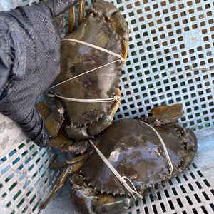 希少☆本日限定☆ ノコギリガザミ　2匹 合計1.3-1.4kg