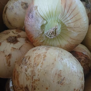 淡路島新玉ねぎ(サイズ混) 