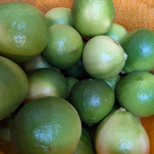 【愛知県産】心奪われる香り　温室ベルガモット(果皮緑　10月出荷)　ご自宅用