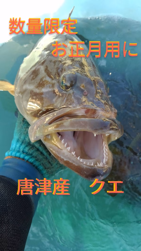 【お正月用にいかがですか！？】☆希少限定一本☆高級☆唐津産天然クエ☆まるごと一本