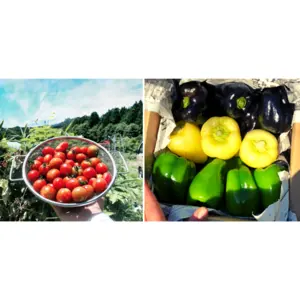 ミニトマト2kg【自然栽培】希少3色ペッパー美味しさ3倍✨自然栽培