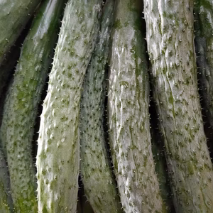 エリア限定!★イボイボが自慢のきゅうり