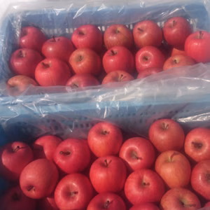 青森県黒石産　雪中サンふじ小玉家庭用5kg