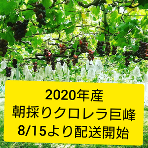 福岡県朝倉市産 信ちゃん果樹園朝採りクロレラ栽培巨峰