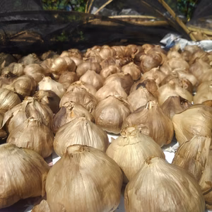 ☆熊本産☆おとめ黒にんにく300㌘ (農薬･化学肥料不使用) 黒ニンニク