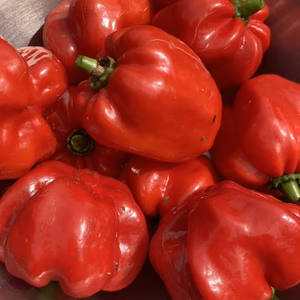 『クール便発送』季節限定！激辛生唐辛子５００g『ハバネロ　ハワイアンビーチ　赤』