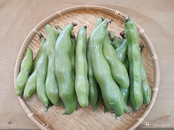 kijimamaさま専用そら豆、にんにくセット