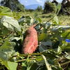 さつまいも【紅はるか】と葉付きミニ大根！栽培期間中農薬、化学肥料、除草剤不使用