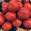 (水切A)樹上でポーッと熟れた　甘〜いトマト　大きさお任せ