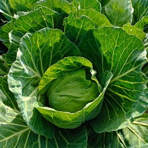 柔らかい春キャベツ（関東、近畿地域限定）