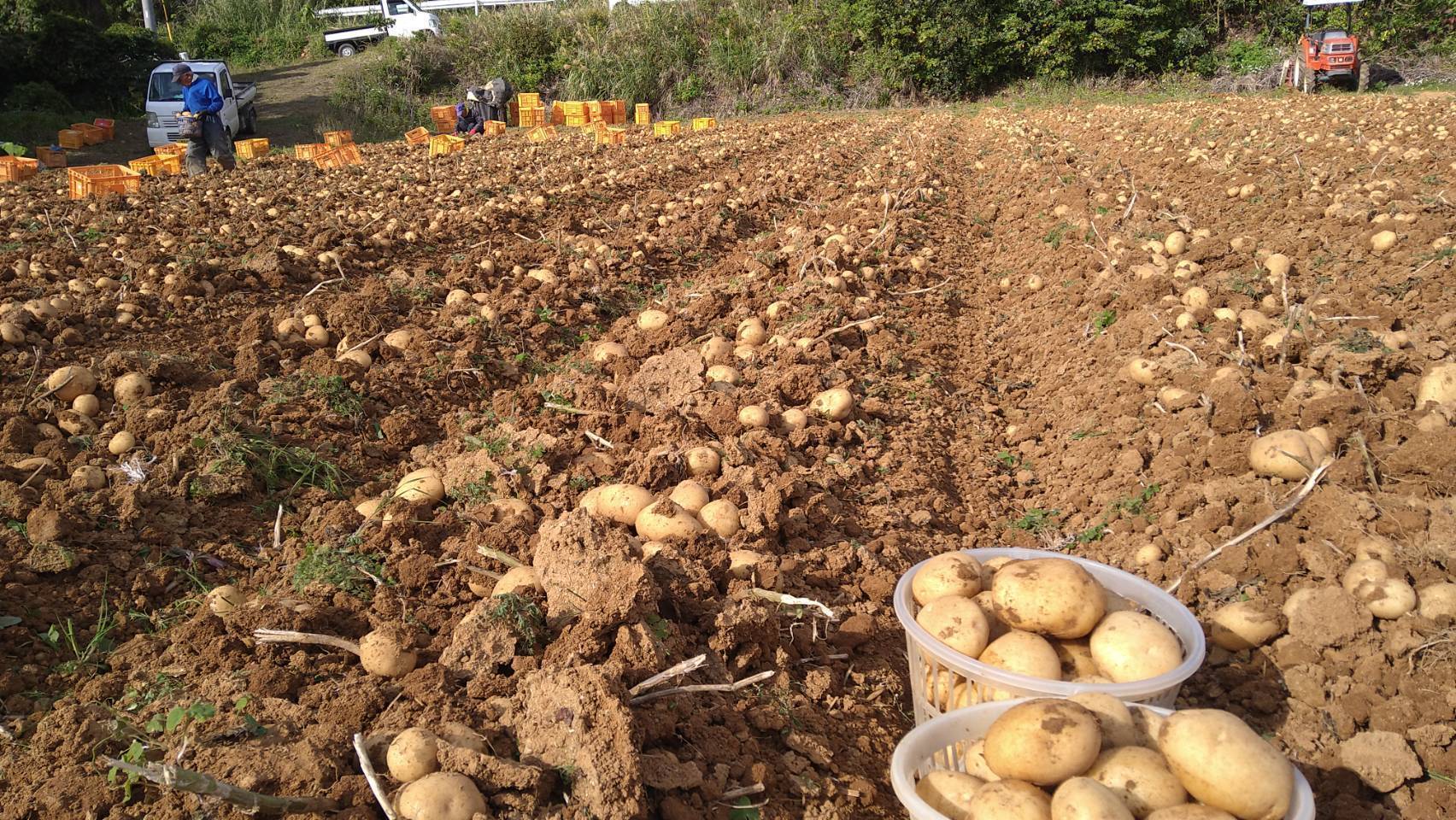 訳あり B級品 赤土新じゃがいも 鹿児島県徳之島産 【即日発送】 - 野菜