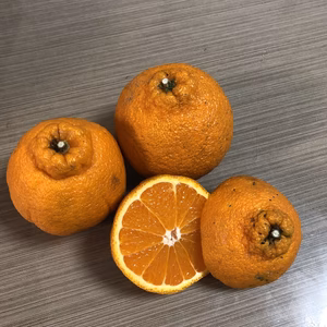 【有機JAS認定】ラスト1箱！！形が不揃いのしらぬいです。