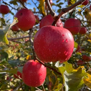 【A級・贈答用】ピンクレディ【３キロ箱】