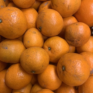 第一弾、感謝を込めて最終の限定セール！B級品　約10kg 