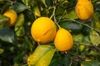 《リモンチェッロ》綺麗な湧水で育てた完熟レモンでつくりました！